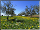 foto Paesaggi Collinari in Primavera